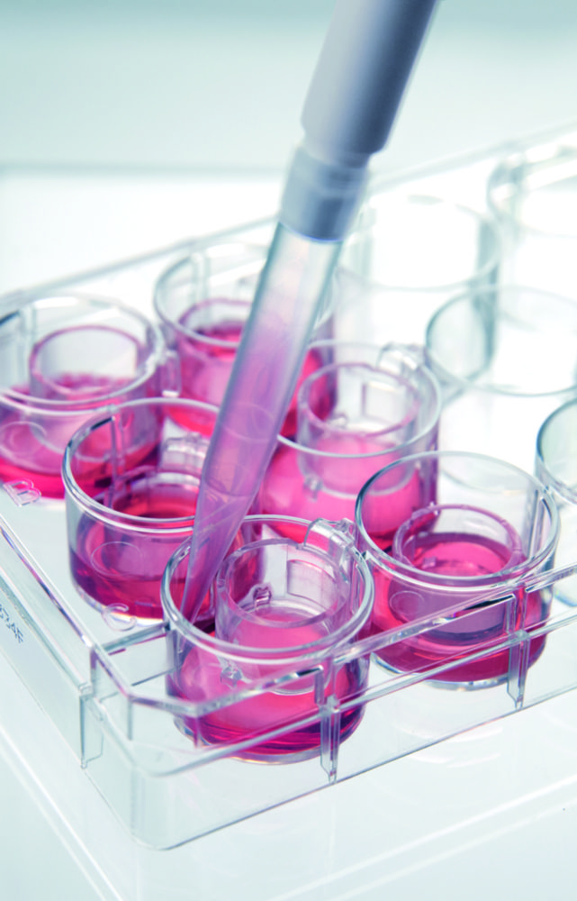 Cell culture inserts 2in1, for 24-well-plates